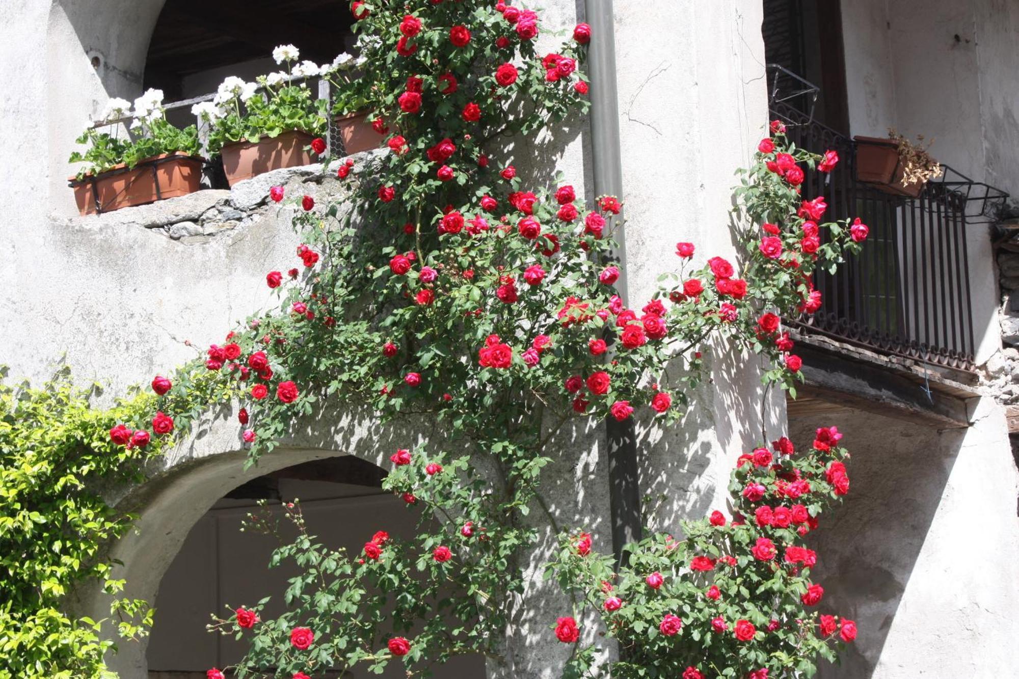 Affittacamere Casa Archi Losone Exteriör bild